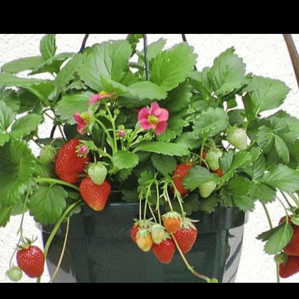 DÂU TÂY HANA NHẬT