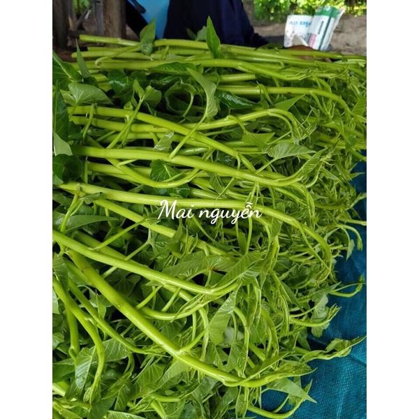 1 KG Hạt giống rau muống xanh siêu ngọn Chia Tai F1