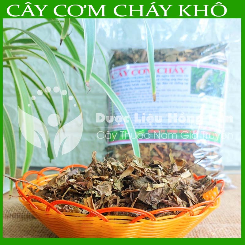 Cây Cơm Cháy khô sạch đóng gói 500g