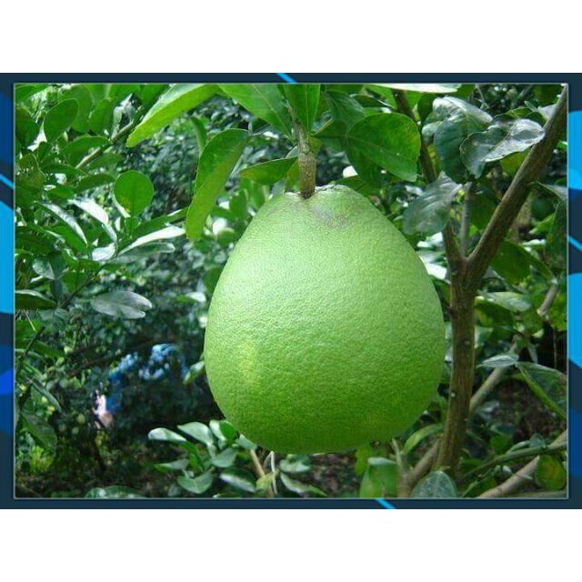 Cây Bưởi - Cây Bưởi Da Xanh Ruột hồng Thanh Ngọt, Sai Quả SAMSON GARDEN