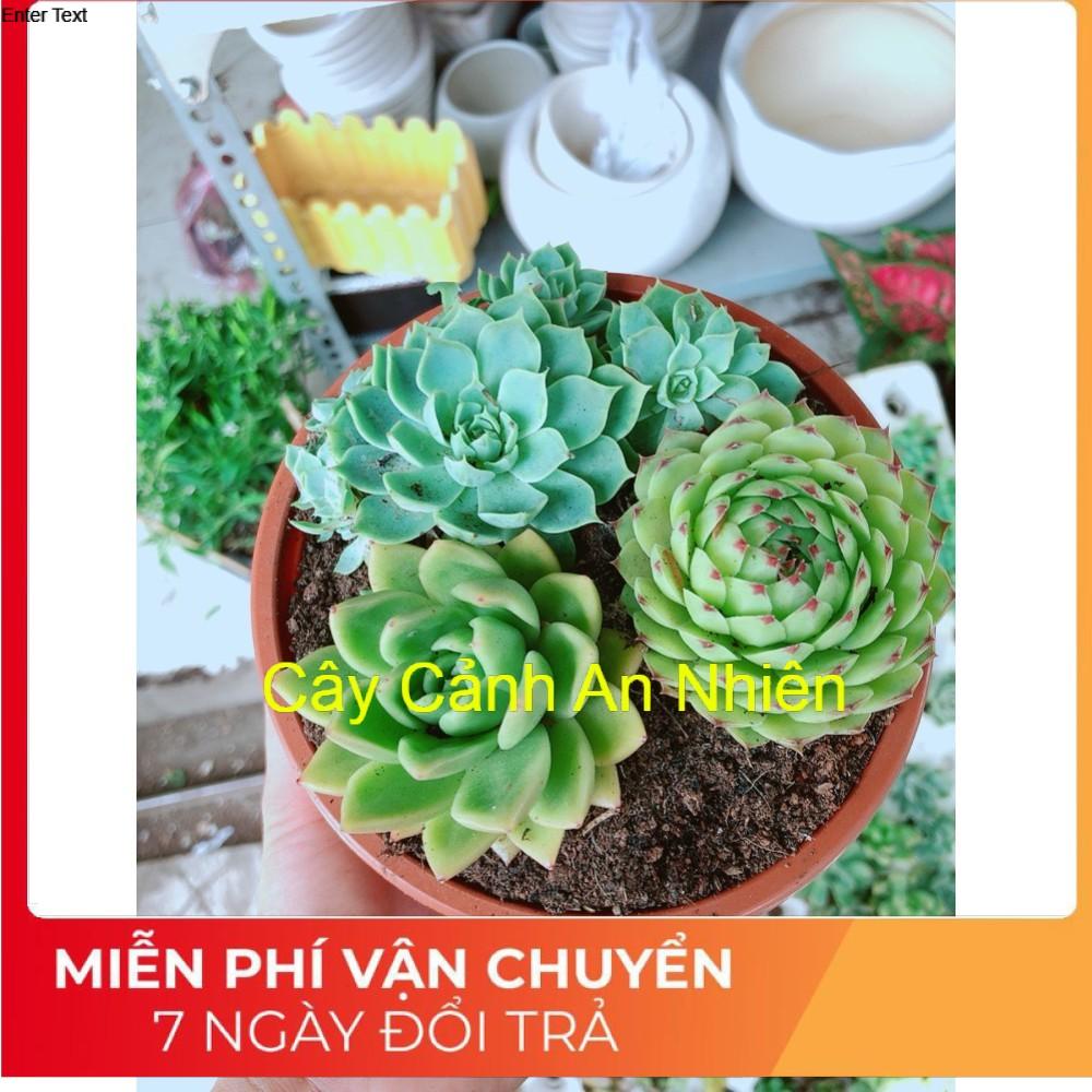 Chậu sen đá mix 3 cây lớn
