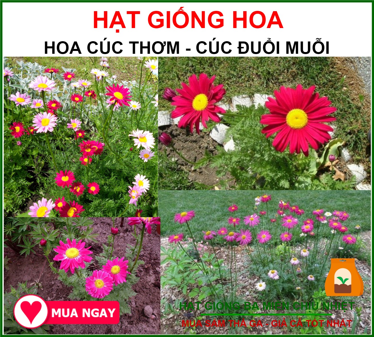 Hạt Giống Hoa Cúc Thơm - Cúc Đuổi Muỗi Nhiều Màu Gói 0.1gram Sen Vàng