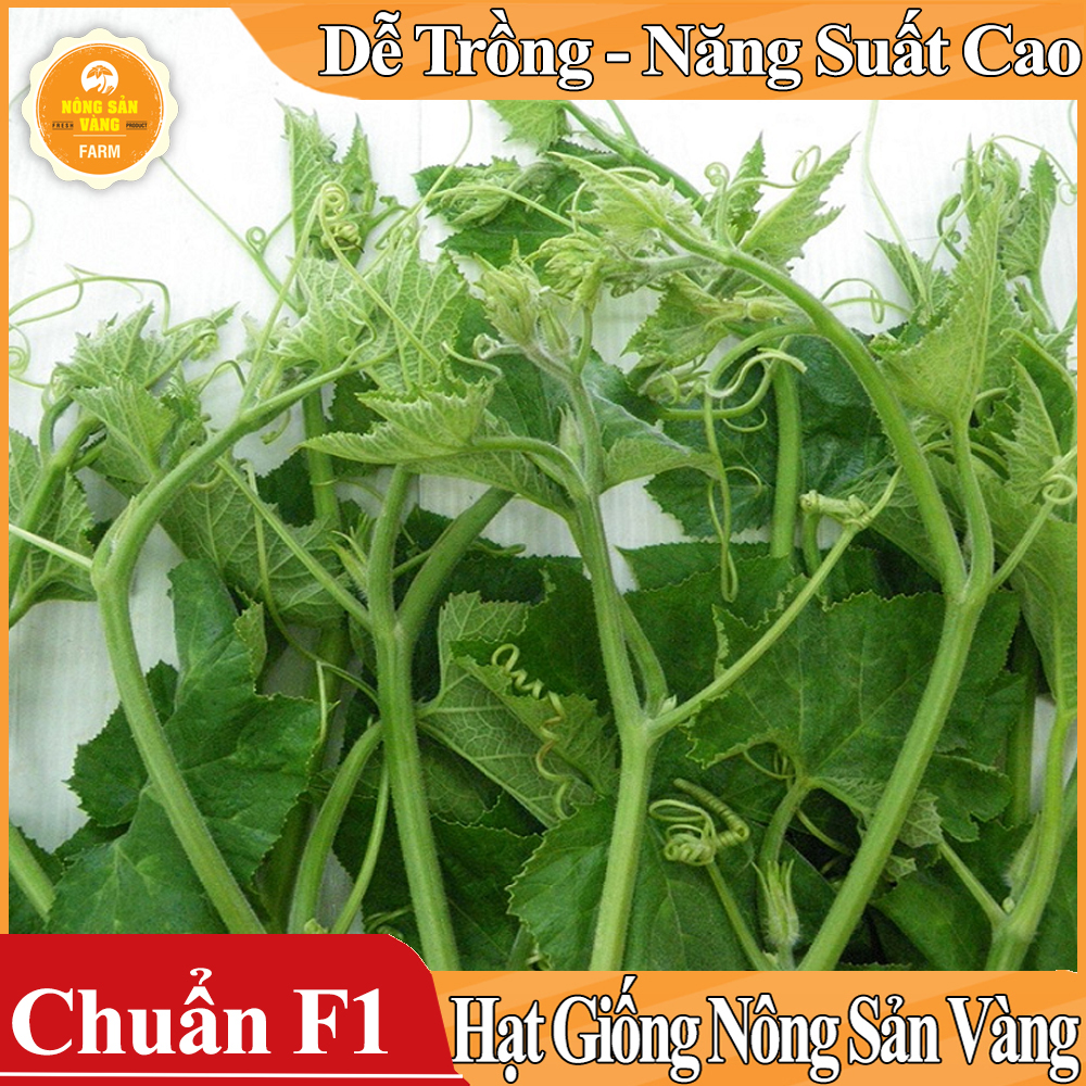Hạt giống Bí Siêu Ngọn, Bí Lấy Ngọn - Nông Sản Vàng
