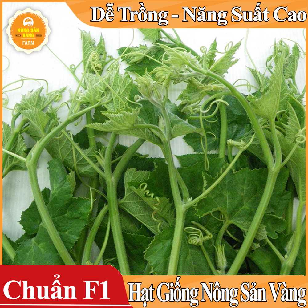 Hạt giống Bí Siêu Ngọn, Bí Lấy Ngọn ( Gói 20 Gram ) - Nông Sản Vàng