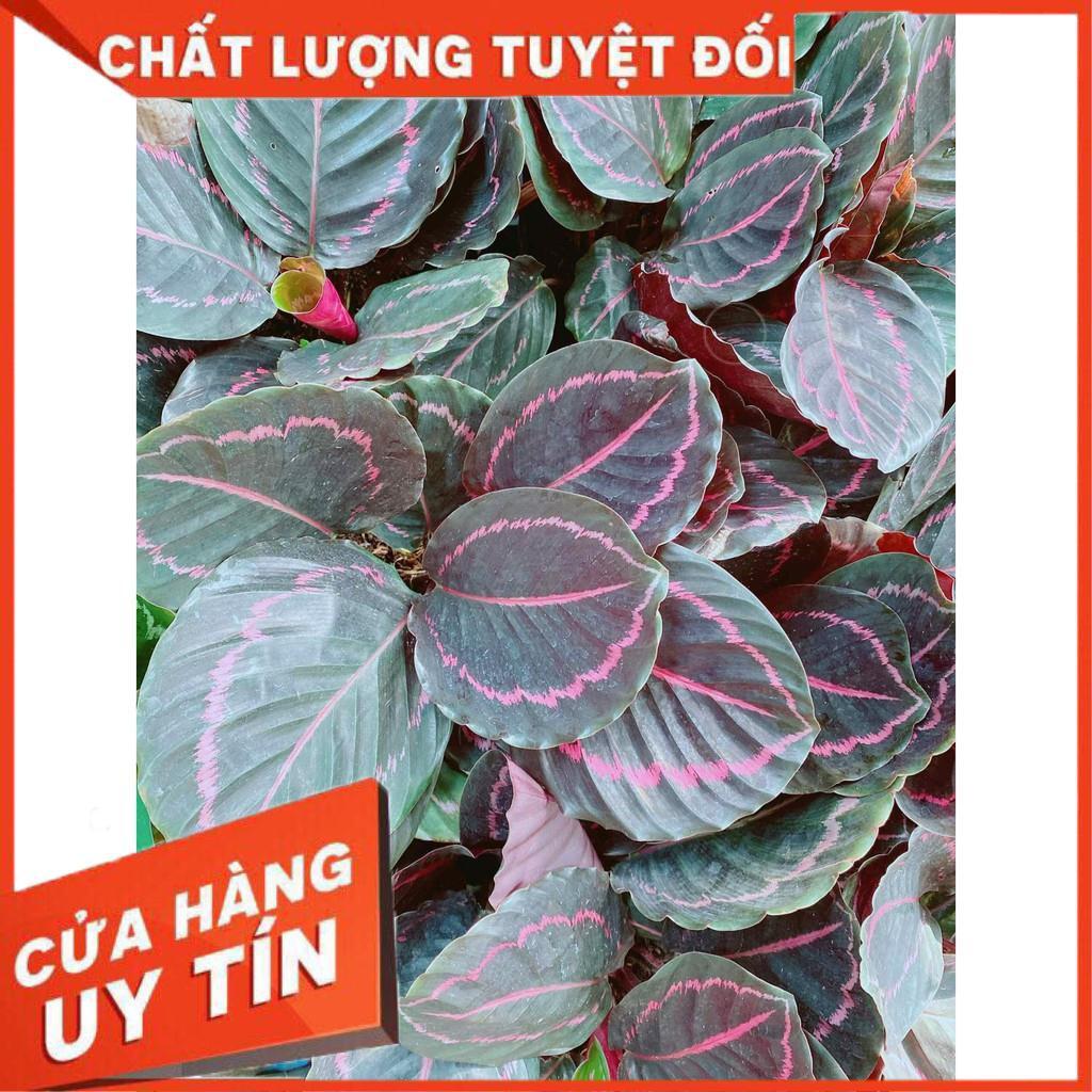 Đuôi công tím Nhiều Người Mua