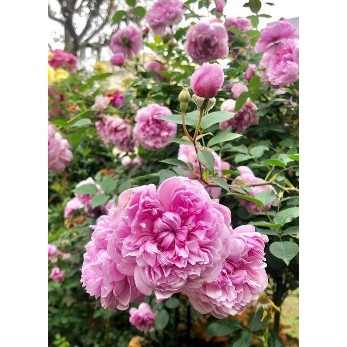 Cây hoa hồng ngoại Sister Elizabeth hoa chùm siêu thơm