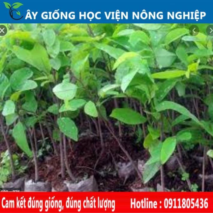 Sản phẩm Cây Ăn Trái cây na dai chuẩn giống F1