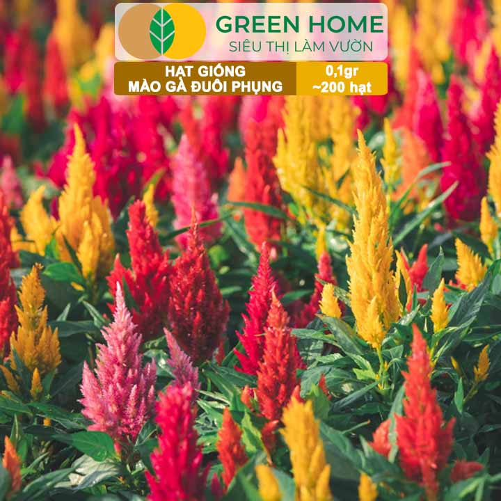 Hạt Giống Hoa Mào Gà Đuôi Phụng Nhiều Màu GreenHome, Gói 0,1g~200 hạt, Dễ Trồng Quanh Năm H18