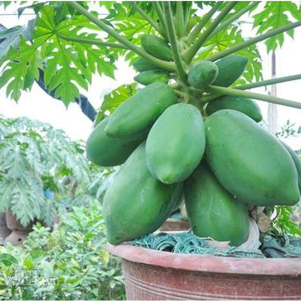Hạt Giống Đu Đủ Lùn Siêu Trái -