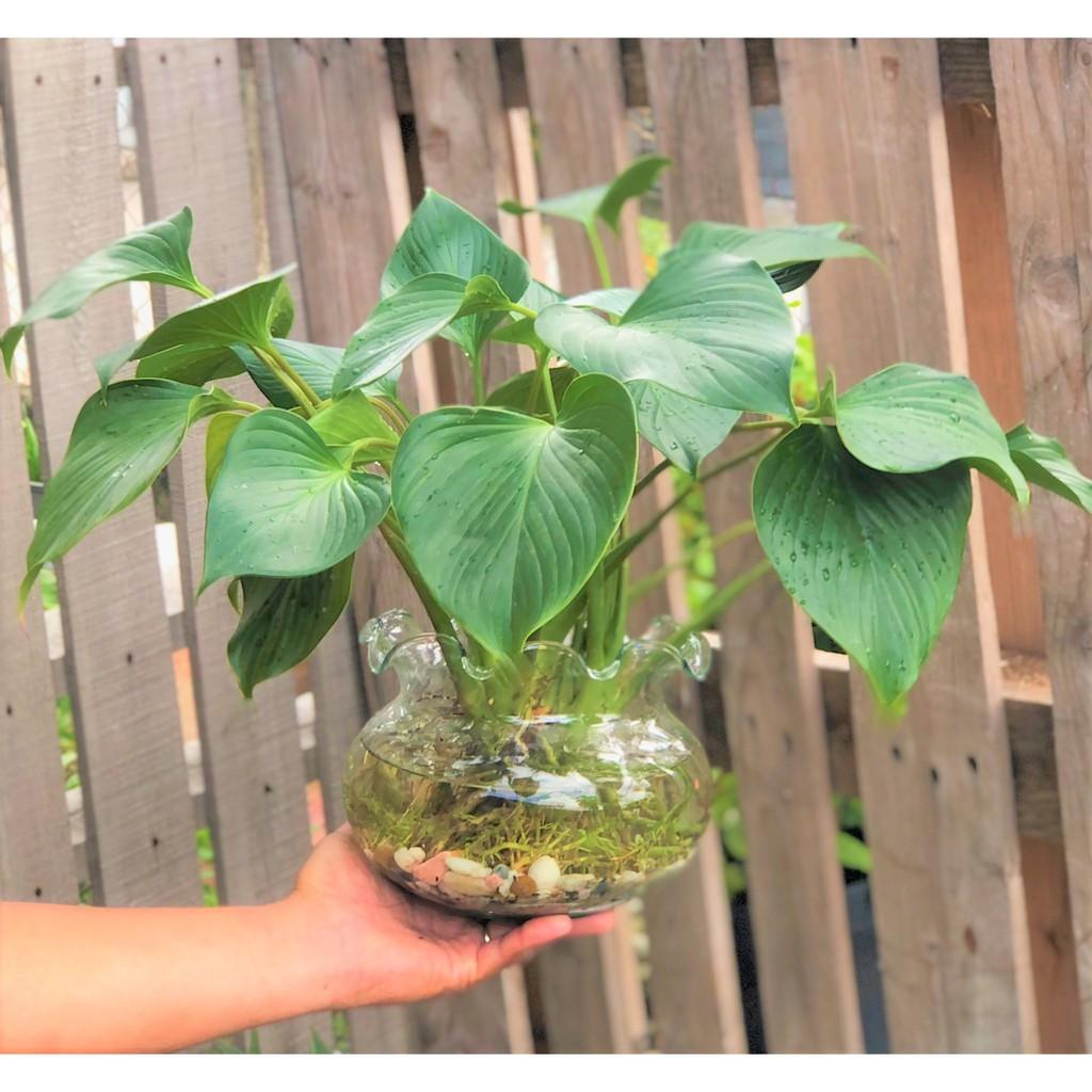 Chậu thủy tinh cây Thanh Tâm thủy canh tặng kèm đá trang trí