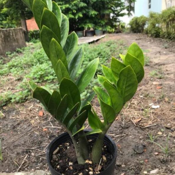 Chậu cây kim tiền=3 cây