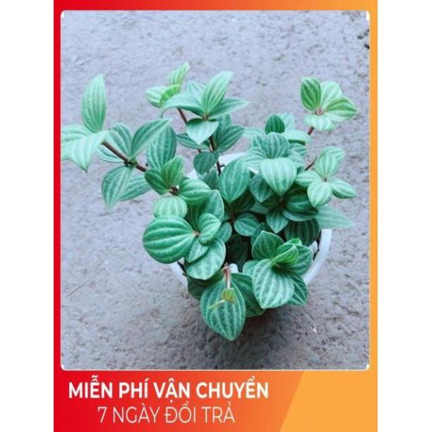 Chậu Cây Kim Cương Hột Xoàn