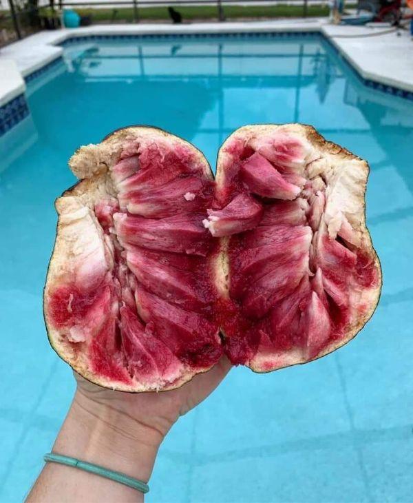 Cây Giống Na đỏ