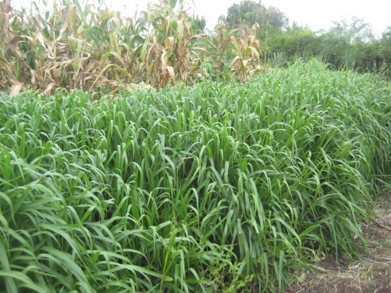 Hạt giống cỏ Mulato II - Cỏ Sả Dinh Dưỡng - Hạt Giống Cỏ Chăn Nuôi Trâu-bò-dê-cừu-cá