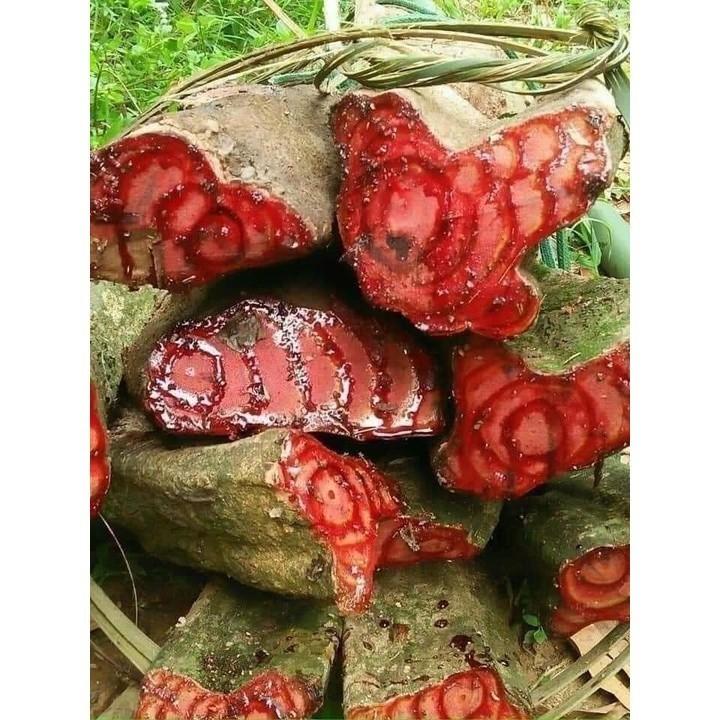 cây kê huyết đằng rừng 1kg