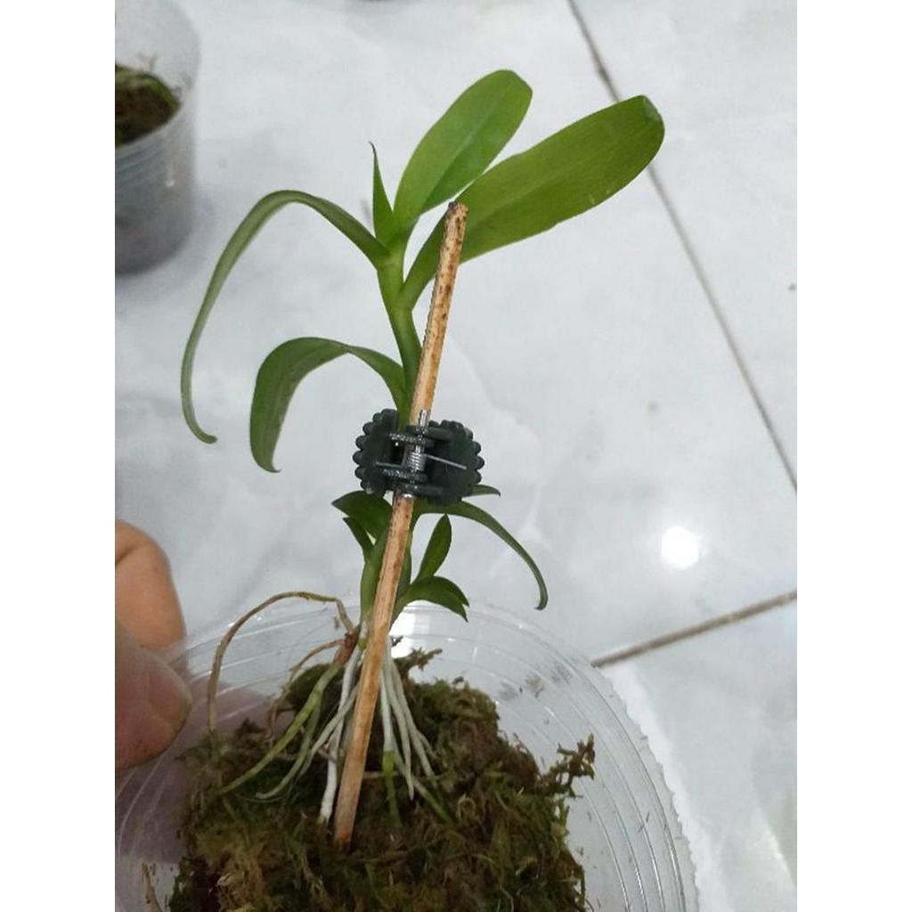 Phi điệp 5ct mắt nai hòa bình hàng gieo hạt