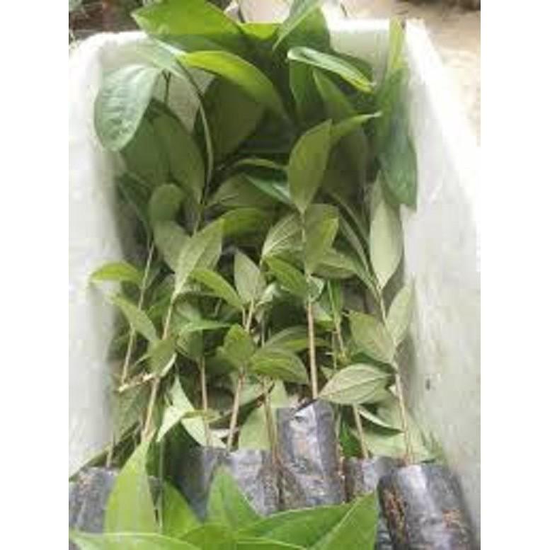 Cây QUẾ giống - Hàng cây giống to khỏe đẹp