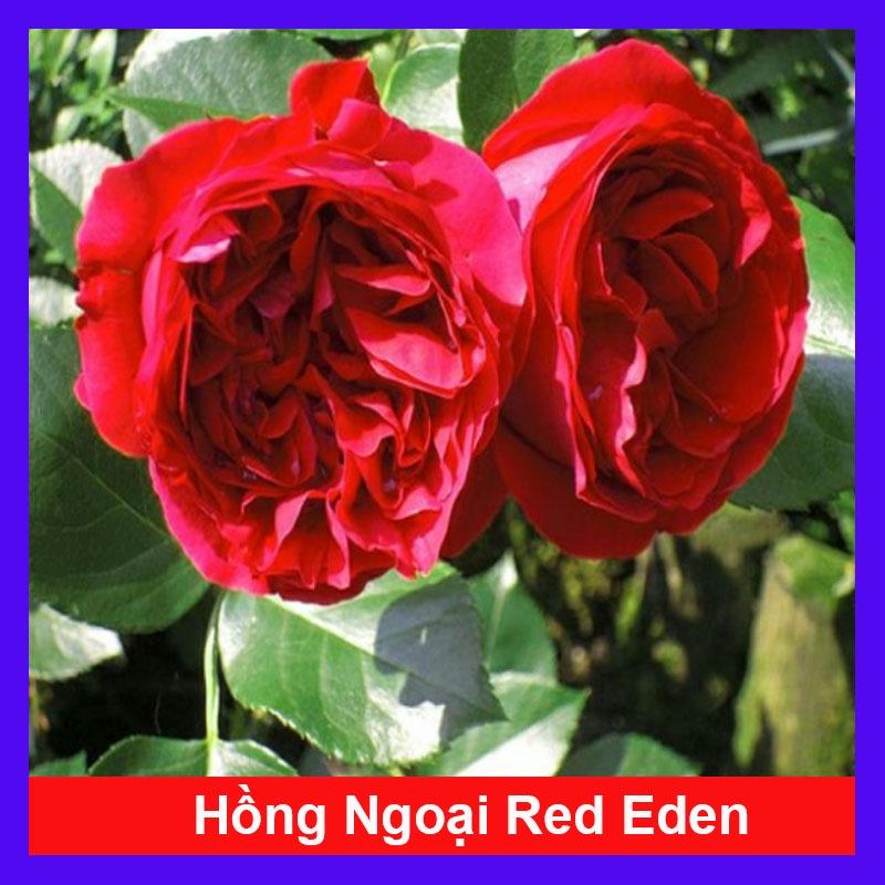 Hoa Hồng Ngoại Red Eden - cây cảnh vườn + tặng phân bón cho cây