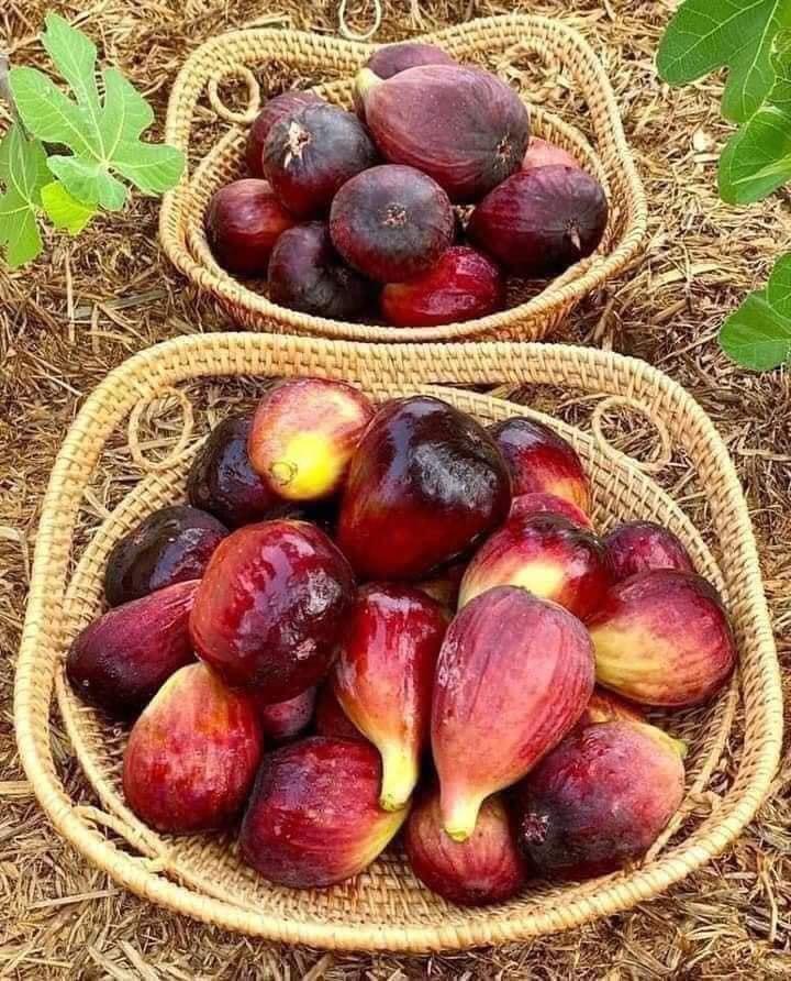 CÂY GIỐNG SUNG MỸ