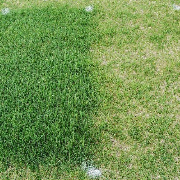Hạt Cỏ Bermuda 100g - Cỏ Gà - Cỏ Thảm cảnh - Cỏ Sân Vườn