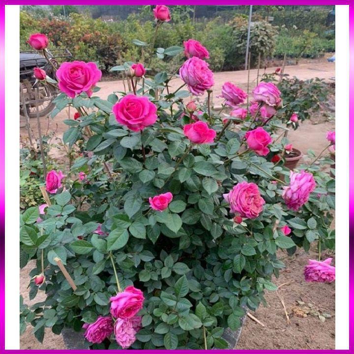 Hoa Hồng Lafont Rose- bầu to cây lớn trưởng thành