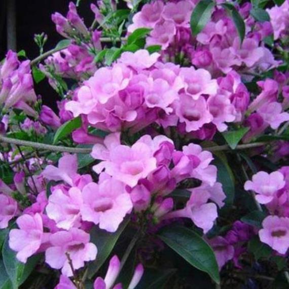 Cây hoa lan tỏi