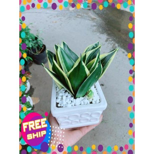 Chậu Lưỡi Hổ Thái Xanh