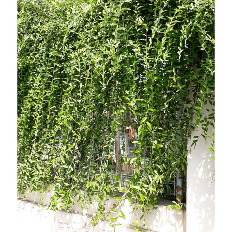 Cây Cúc Tần Ấn Độ, cúc tần LEO ấn độ - bầu cây giống