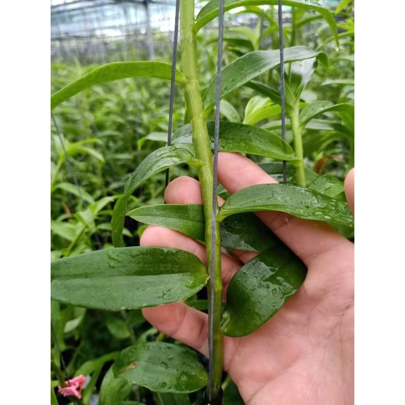 Phi điệp hàng đài côc 1 thân