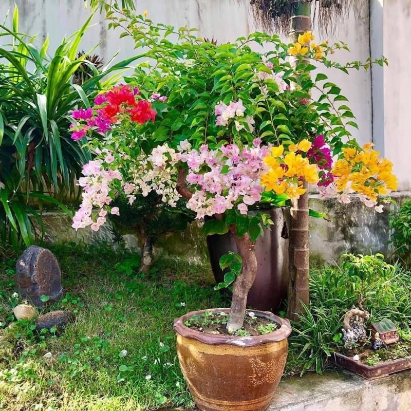 ️️FREE SHIP ️ HOA GIẤY NGŨ SẮC_CÂY CẢNH
