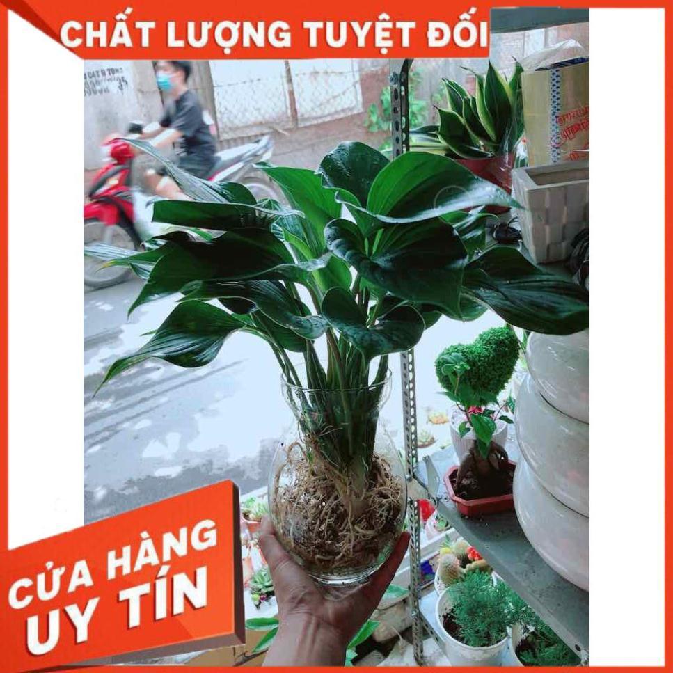 Chậu cây thanh tâm thuỷ sinh Nhiều Người Mua