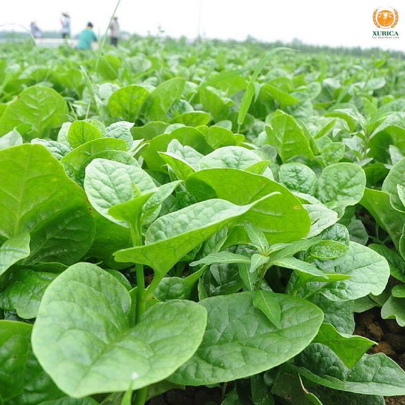 Bộ 2 gói hạt giống rau mồng tơi xanh lá to,-gói 20grm-tặng kèm gói phân bón lót