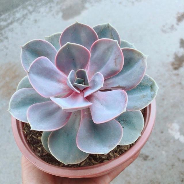 Sen Đá Hồng Tâm