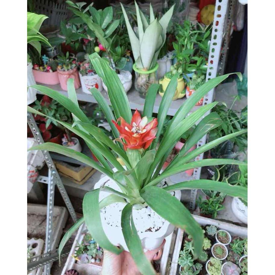 Chậu Phong Lộc Hoa Bán Chạy