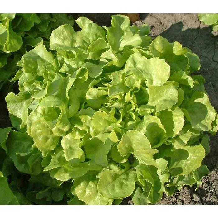 Hạt giống rau xà lách sồi xanh OAKLEAF KNS3109 - Gói 2gram