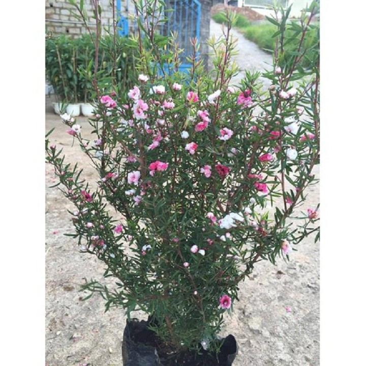 Chậu Cây hoa tùng tuyết mai