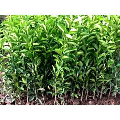 Cây giống quýt đường