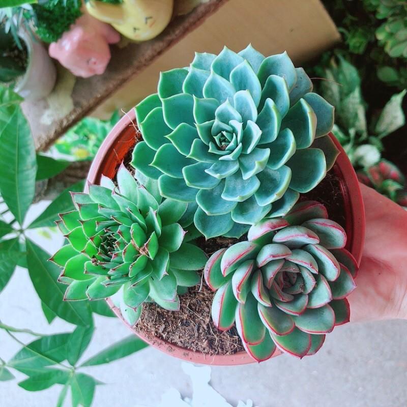 Sen Đá Mix 3 Cây Lớn