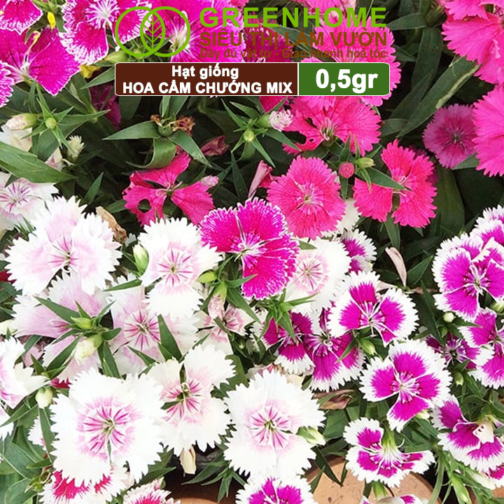 Hạt Giống Hoa Cẩm Chướng Mix Greenhome, Gói 0.1gr, Sai Hoa Màu Rực Rỡ,Trồng Quanh Năm H07