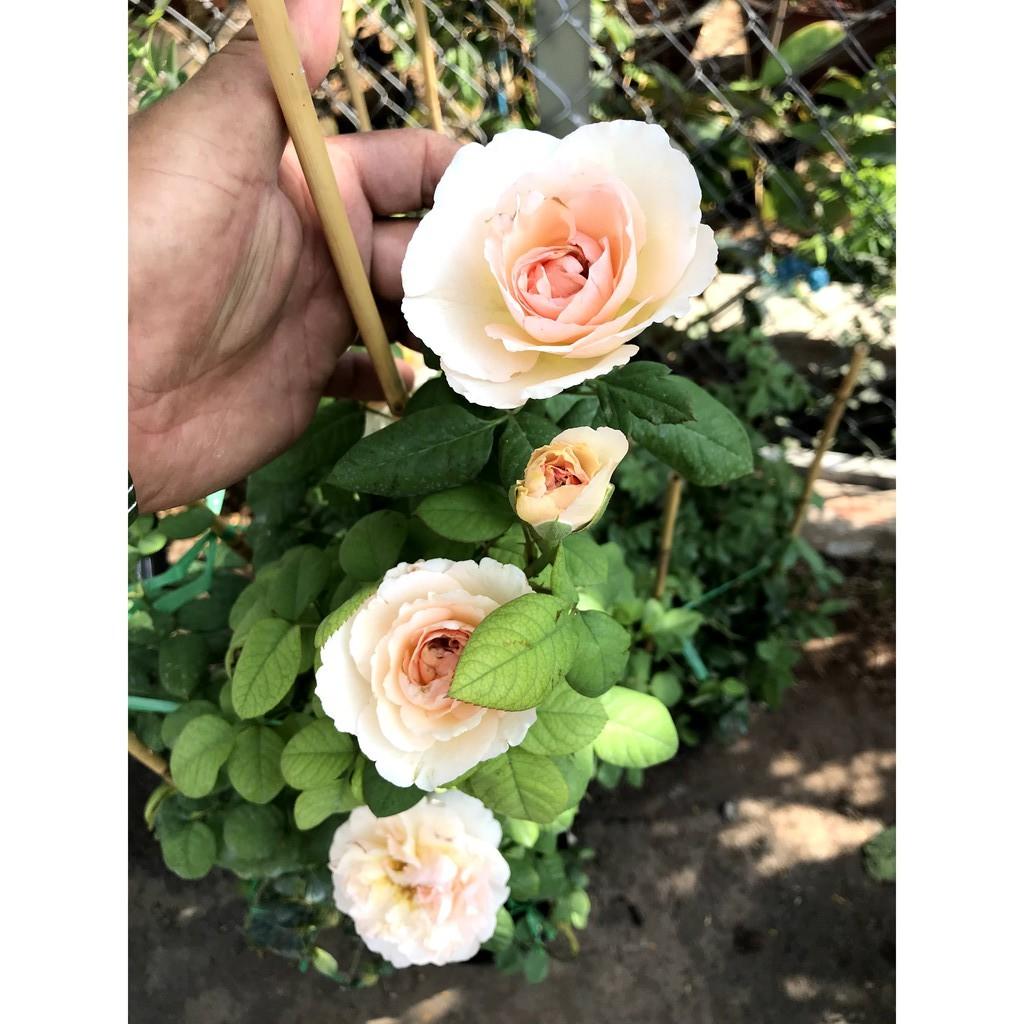Chậu hoa hồng leo HL1 cao 50 - 70 cm