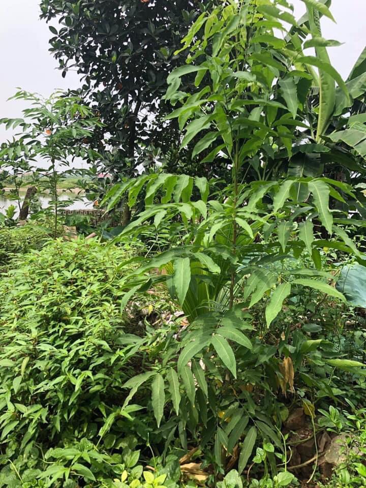Hạt giống bồ hòn Huna'shome 100 hạt