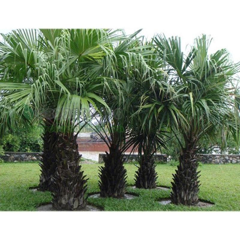 Cây Cọ Cảnh - cây giống