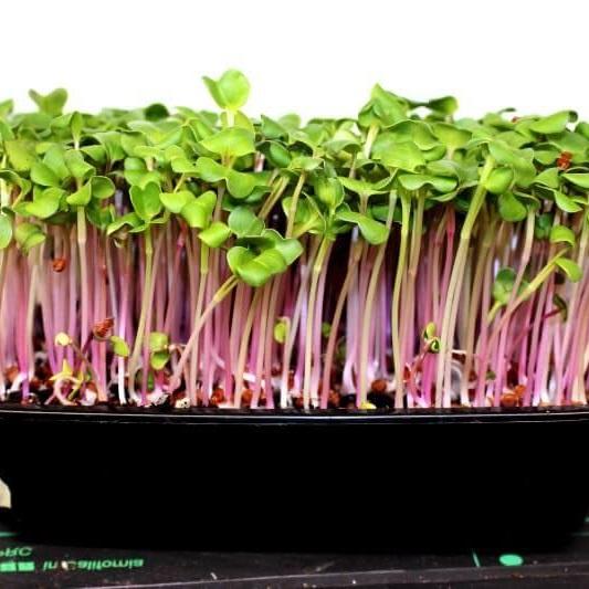 Hạt giống Rau mầm Củ Cải Đỏ RD105 gói 30gr