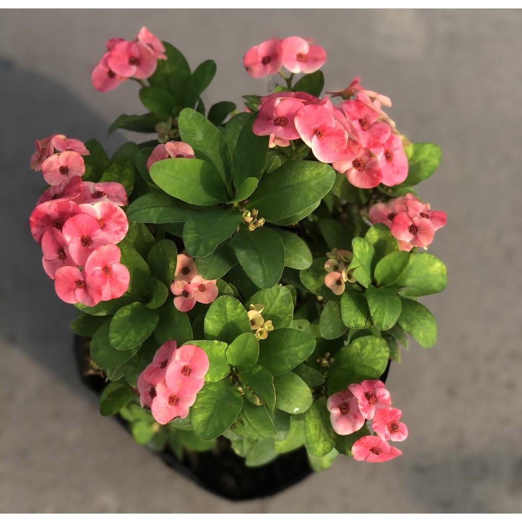 Cây xương Rồng Bát Tiên hoa màu hồng cao 50 cm