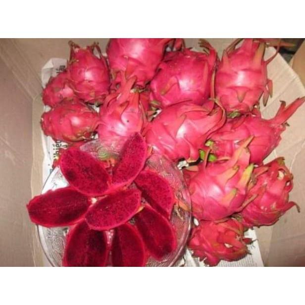 Combo 4 cây giống thanh long ruột đỏ chuẩn F1 - Đơn hàng thanh toán trước tặng 1 cây giống cùng loại