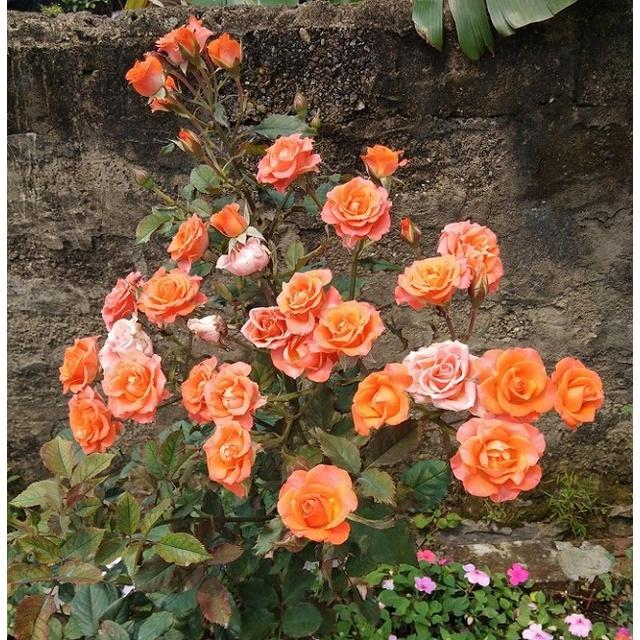 Hoa Hồng Tỉ Muội (Màu Cam) - hoa hồng cam - cây cảnh để bàn + tặng phân bón cho cây mau lớn