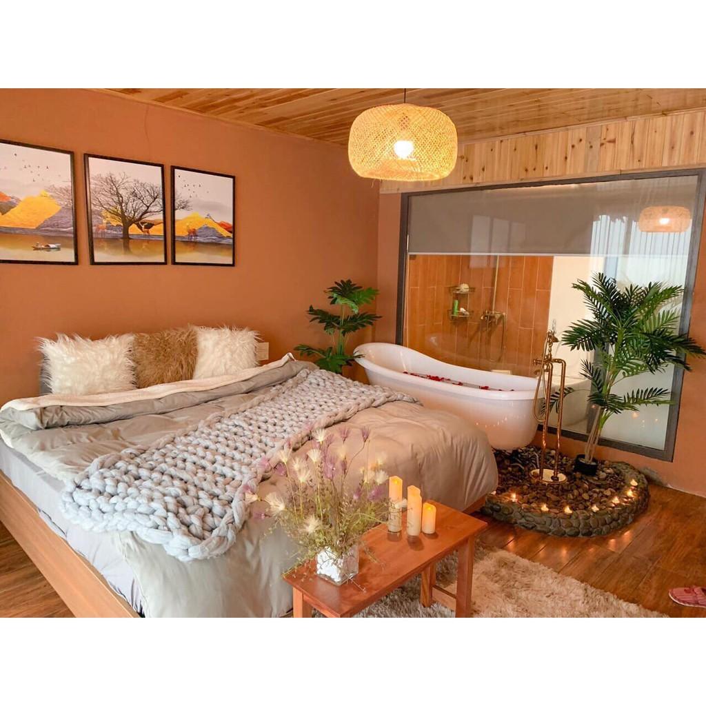 Cây Dừa Cảnh Cao 1 Mét