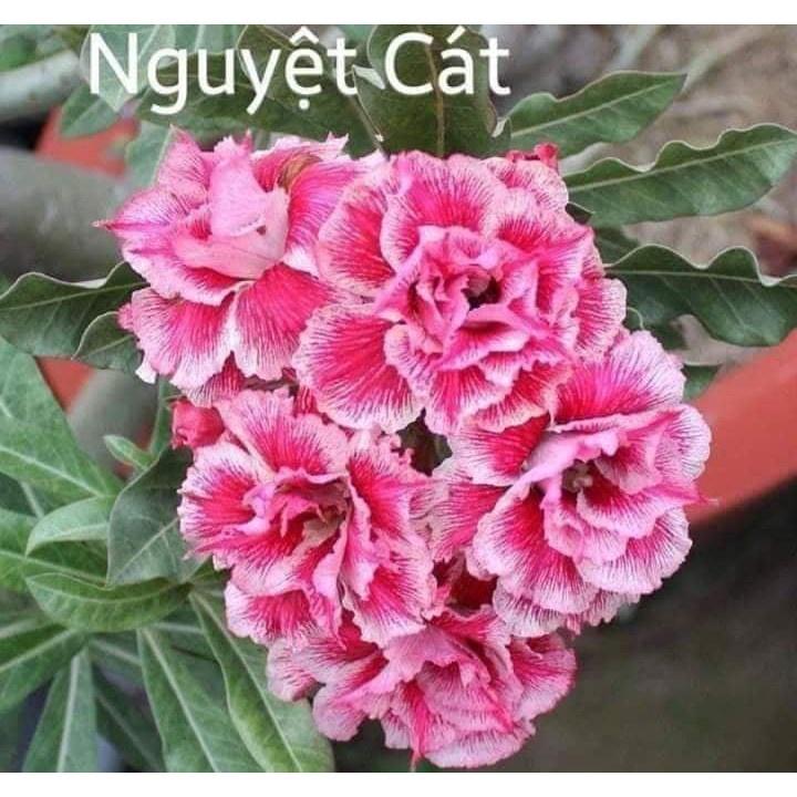 Cây sứ thái kép " MÁU RỒNG " - củ size to đại bự ,rễ quái thành hình, hàng tuyển loại 1