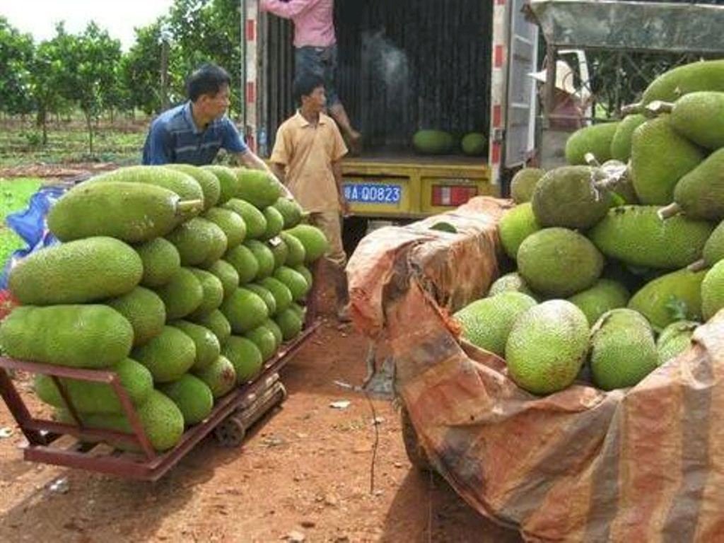 Cây Giống Mít Trái Dài