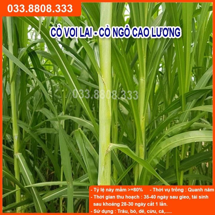 4 Loại Hạt Cỏ Chăn Nuôi Tôt Nhất - Cỏ Voi Lai, Mombasa Ghine, Lục Lạc Sợi, Alfalfa Linh Lăng